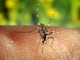 Crisis climática lleva mosquitos por primera vez a país europeo