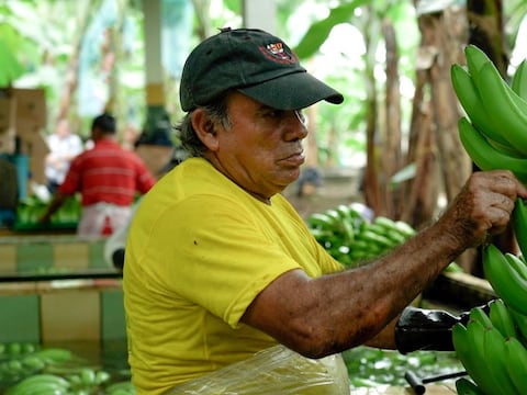 Ministro Juan Carlos Vega no descarta una ‘decisión especial’ para traer al país banano resistente al Fusarium Raza 4