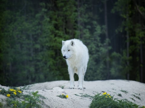 El insólito y violento ataque de un lobo a una menor durante una actividad en un zoológico