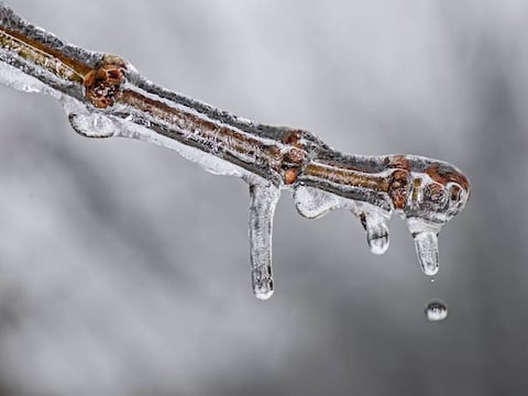 Florida será el estado más afectado por ola de frío ártico: temperaturas serán entre 10 y 20 grados inferiores al promedio durante la próxima semana
