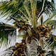 El coco, viajero de los mares que conquistó el Caribe