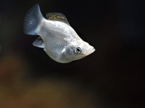 Pez desafía a la genética con 100 años de clonación: domina ríos en Estados Unidos y México sin necesidad de machos para reproducirse