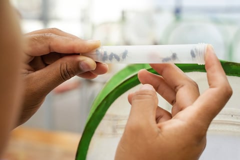 El laboratorio que nunca duerme: así crían 9.000 ejemplares de la mosca letal para salvar a los pinzones de Darwin