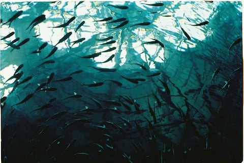 Peces sin mandíbula, pero con cuatro ojos, vivieron hace más de 500 millones de años