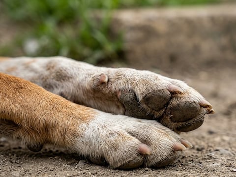 Encuentran nueve perros sin vida en los alrededores de mercado en Rocafuerte, en Manabí