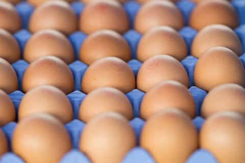 Ecuador deja atrás la gripe aviar y emprende camino para exportar huevos y carne de pavo