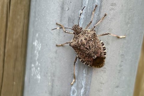Cómo evitar que las chinches apestosas se muden a tu casa en invierno: cuatro trucos que puedes aplicar para que no entren