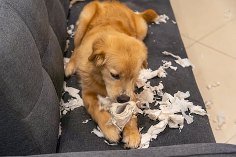 Más parecidos de lo que creíamos: estudio genético identifica en perros los mismos genes vinculados a las emociones humanas