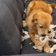 Más parecidos de lo que creíamos: estudio genético identifica en perros los mismos genes vinculados a las emociones humanas