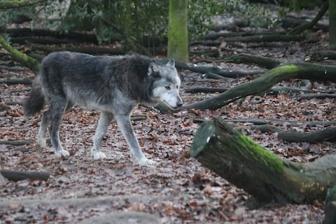 Lobos grises de Chernóbil viven con niveles de radiación que matarían a los humanos: tienen una mutación genética que los hace resistentes al cáncer
