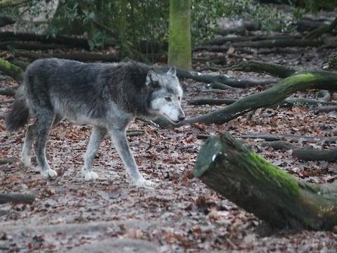 Lobos grises de Chernóbil viven con niveles de radiación que matarían a los humanos: tienen una mutación genética que los hace resistentes al cáncer