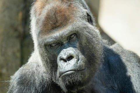 La homosexualidad en primates no humanos está influida por factores sociales y ambientales