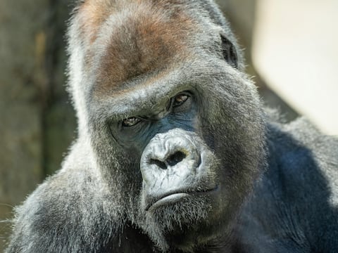 La homosexualidad en primates no humanos está influida por factores sociales y ambientales