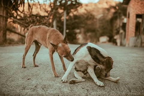 Estas son las razas de perros con mayor riesgo de dermatitis: Identifícala y conoce cómo mejorar la calidad de vida de tu mascota
