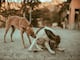 Estas son las razas de perros con mayor riesgo de dermatitis: Identifícala y conoce cómo mejorar la calidad de vida de tu mascota