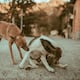 Estas son las razas de perros con mayor riesgo de dermatitis: Identifícala y conoce cómo mejorar la calidad de vida de tu mascota