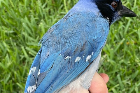 Biólogo de la Universidad de Texas descubre ave híbrida desconocida gracias a la granulada imagen de una aficionada