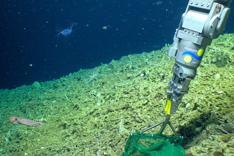 El colapso de un gigante invisible: los corales de Galápagos desaparecieron por 1.000 años y los científicos acaban de descubrir por qué
