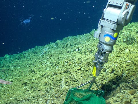 El colapso de un gigante invisible: los corales de Galápagos desaparecieron por 1.000 años y los científicos acaban de descubrir por qué