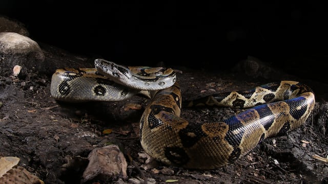 Más lluvias y serpientes: esto debe hacer si se topa con alguna en su casa en esta época invernal