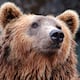¡Hay que verlo para creerlo!: el impresionante salto de un oso pardo en una cascada de un famoso parque nacional