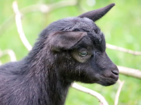 Tenacidad en Buffalo: la cabra miniatura que ayuda a sanar al veterano que le salva la vida