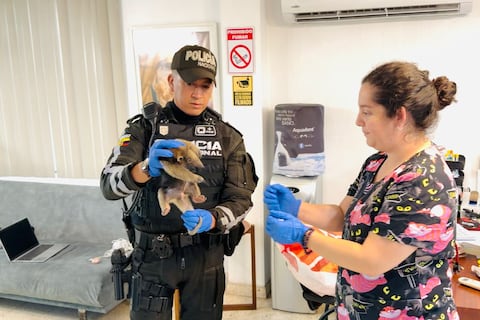 ‘6.300 caballitos de mar en cajas embaladas’: apenas del 10 % al 20 % de la fauna silvestre traficada sobrevive