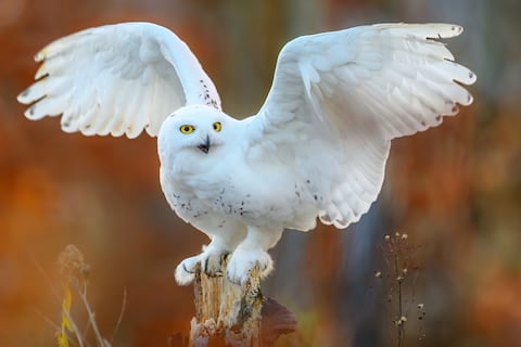 El búho de Harry Potter entra en la lista roja: por qué la ONU ha tenido que blindar por primera vez a la especie de ‘Hedwig’