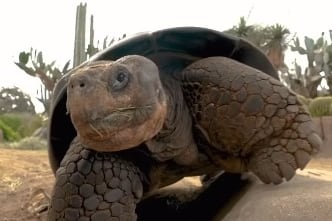 Adiós a Gramma: la tortuga de Galápagos que vivió más de un siglo en el Zoológico de San Diego