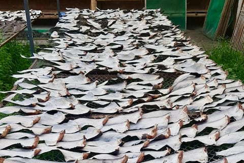 Aletas de tiburón decomisadas en Manta fueron devueltas: ¿cuándo es ilegal su comercio en Ecuador?