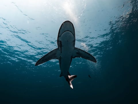 Cafeína, analgésicos y drogas: tiburones de las Bahamas han dado positivo para varias sustancias farmacéuticas e ilícitas