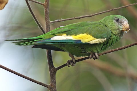 El perico de la Costa de Ecuador