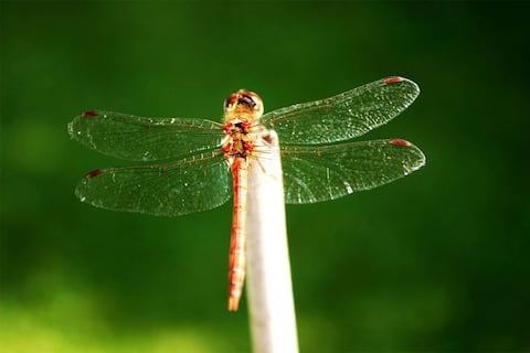 Este insecto volador puede vivir hasta dos años como larva pero solo unas pocas semanas de vida adulta: así se reproducen