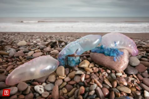 Peligro ‘zombi’ en la arena: por qué no debes tocar estas burbujas azules aunque lleven semanas muertas en la playa