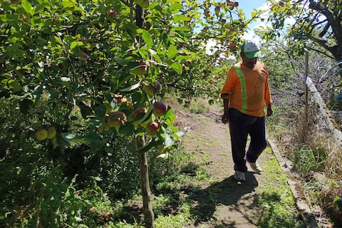 Fruticultores de Ambato sufren por bajos precios y una producción menor al 50 % tras heladas