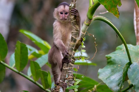 Pérdida de hábitat, mascotismo y tráfico, entre las amenazas que enfrentan los primates en Ecuador