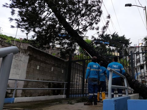 Un pino de más de 20 metros se desplomó en Urdesa tras las lluvias