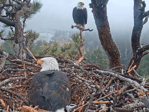 Instinto en acción: Águila calva protege a sus huevos en medio de vientos cercanos a los 100 km/h