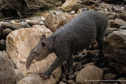 Descubren tapir andino en Quito, especie en peligro de extinción con menos de 2.500 ejemplares