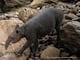 Descubren tapir andino en Quito, especie en peligro de extinción con menos de 2.500 ejemplares