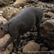 Descubren tapir andino en Quito, especie en peligro de extinción con menos de 2.500 ejemplares