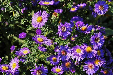 Margaritas de otoño: flores que estallan en color cuando el frío aprieta y otras plantas se apagan