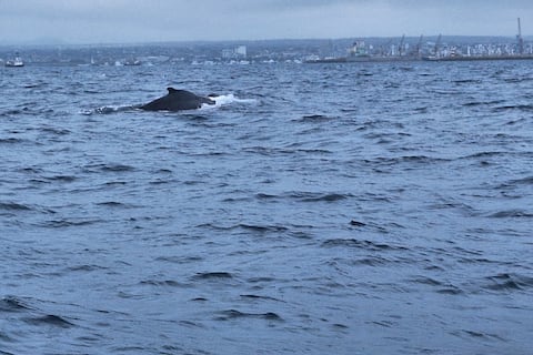 Pescadores salvan a ballena jorobada y su cría en Manta
