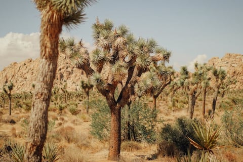 Árbol de Josué: la planta que sobrevive en el desierto desde la prehistoria y que está en peligro en California