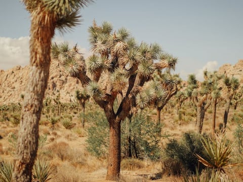 Árbol de Josué: la planta que sobrevive en el desierto desde la prehistoria y que está en peligro en California