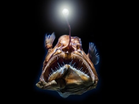 Monstruos marinos que son reales: Las fascinantes criaturas que habitan las profundidades del océano