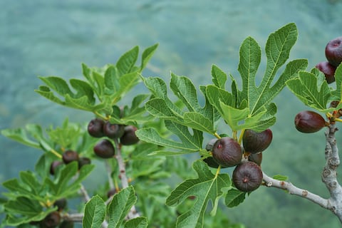 Esta planta necesita que un insecto entre en sus frutos para que maduren: posiblemente el animal muera dentro y se convierta en parte de la fruta