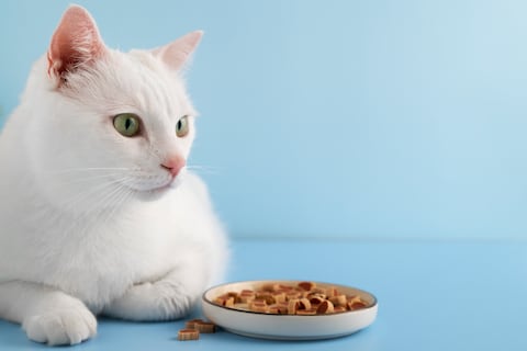 El error común que cometes al alimentar a tu gato y por qué siempre deja el plato a medio terminar