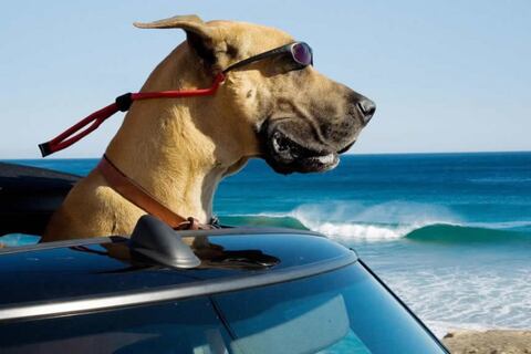 Temporada playera: consejos para disfrutar de los balnearios con las mascotas