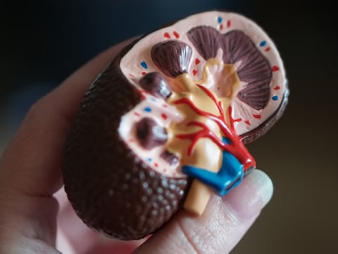 ¿Por qué se celebra hoy el Día Internacional del Riñón?